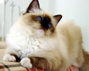 seal mitted